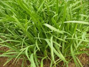 安い，格安 健康野菜 にら苗 無農薬 畑整理の為 おまけ沢山(その他)｜売買されたオークション情報、yahooの商品情報をアーカイブ公開 - オークファン その他