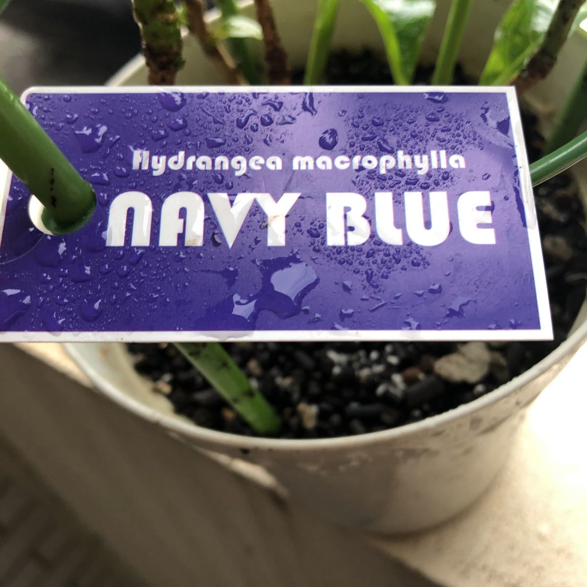 2020年、冬越し苗 大栄花園さん ネイビーブルー 正規タグ付き５号鉢_10