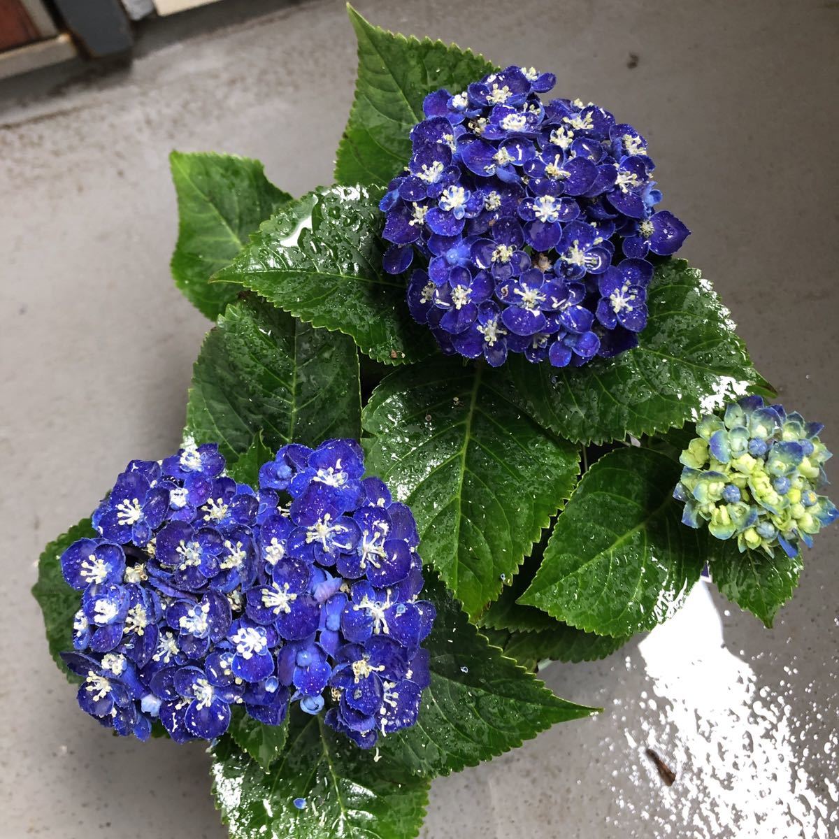 2020年、冬越し苗 大栄花園さん ネイビーブルー 正規タグ付き５号鉢_2