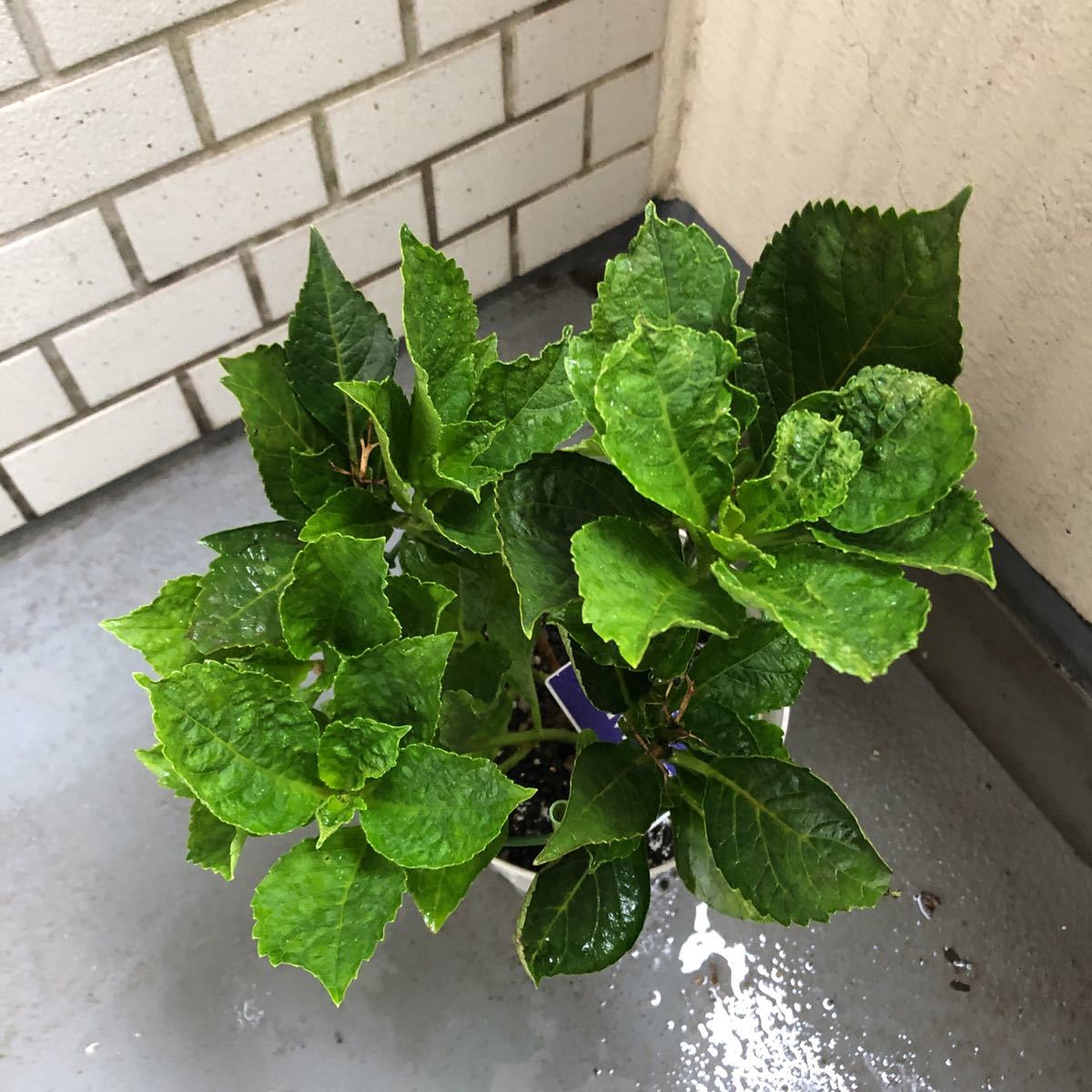 2020年、冬越し苗 大栄花園さん ネイビーブルー 正規タグ付き５号鉢_3