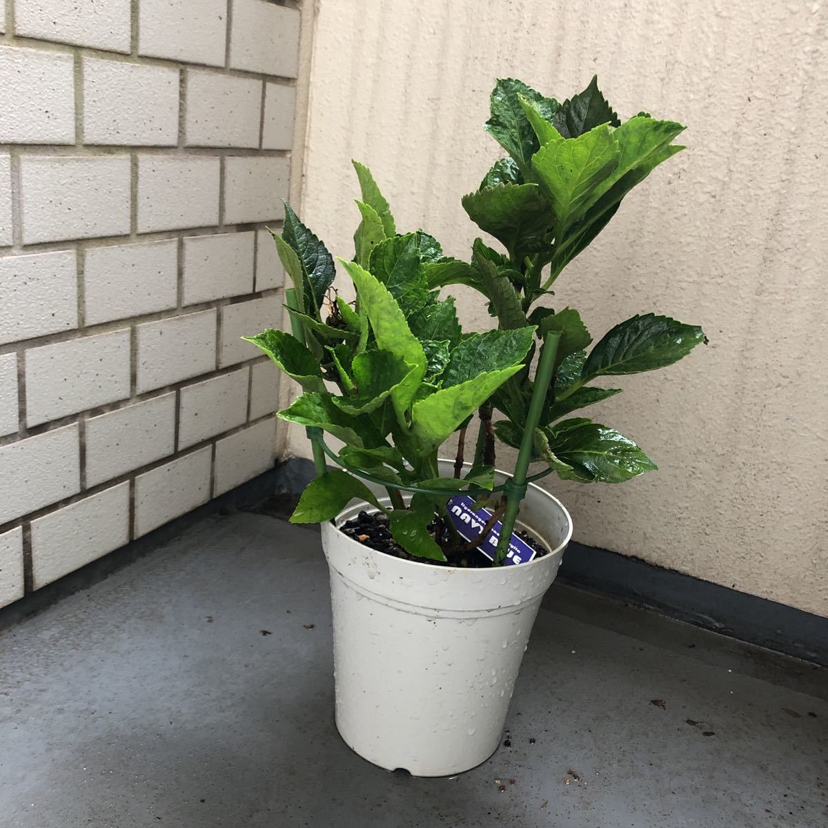 2020年、冬越し苗 大栄花園さん ネイビーブルー 正規タグ付き５号鉢_4