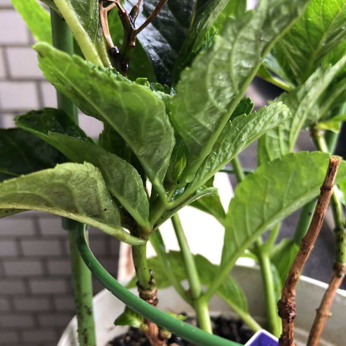 2020年、冬越し苗 大栄花園さん ネイビーブルー 正規タグ付き５号鉢_5