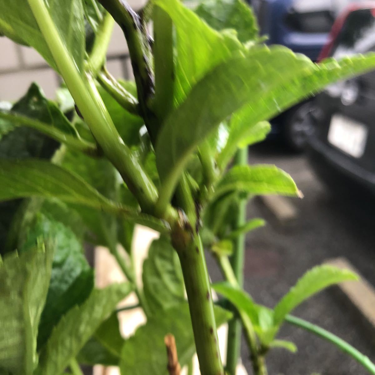 2020年、冬越し苗 大栄花園さん ネイビーブルー 正規タグ付き５号鉢_6