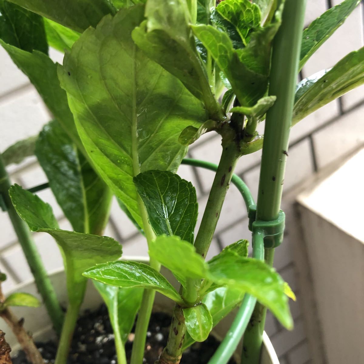 2020年、冬越し苗 大栄花園さん ネイビーブルー 正規タグ付き５号鉢_7