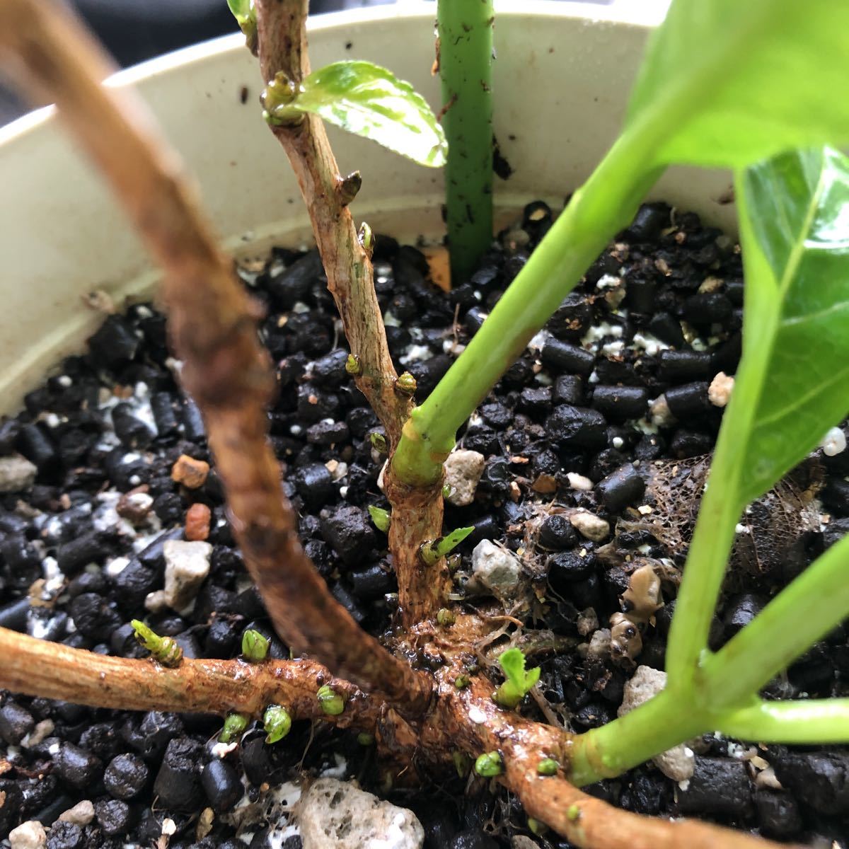 2020年、冬越し苗 大栄花園さん ネイビーブルー 正規タグ付き５号鉢_8