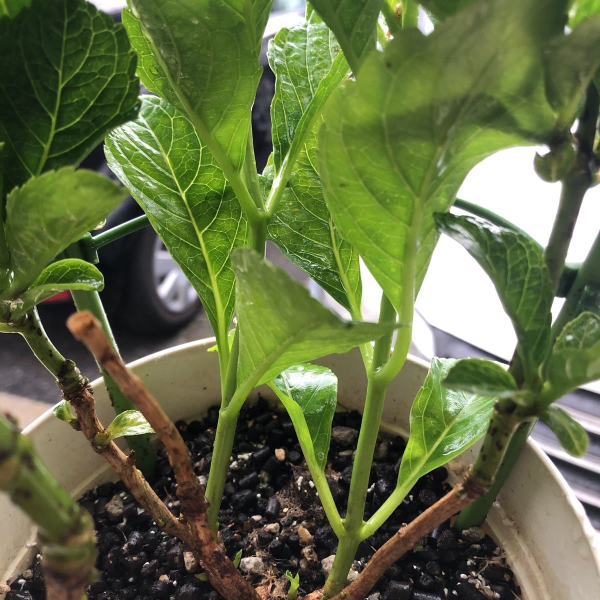 2020年、冬越し苗 大栄花園さん ネイビーブルー 正規タグ付き５号鉢_9