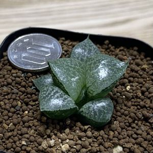 ハオルチア 種子のヤフオク の相場 価格を見る ヤフオク のハオルチア 種子のオークション売買情報は24件が掲載されています