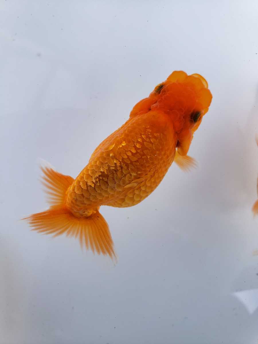 F | ☆優良系統☆ 当歳魚 R 約11cm F-11 宇野系らんちゅう 当歳 