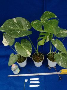 観葉植物のヤフオク の相場 価格を見る ヤフオク の観葉植物のオークション売買情報は1 0件が掲載されています