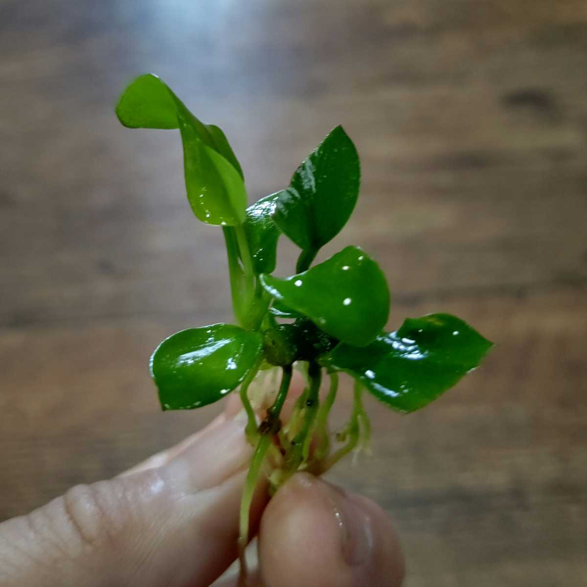 アヌビアスナナプチゴールデン2株 プッチ アヌビアス 売買されたオークション情報 Yahooの商品情報をアーカイブ公開 オークファン Aucfan Com