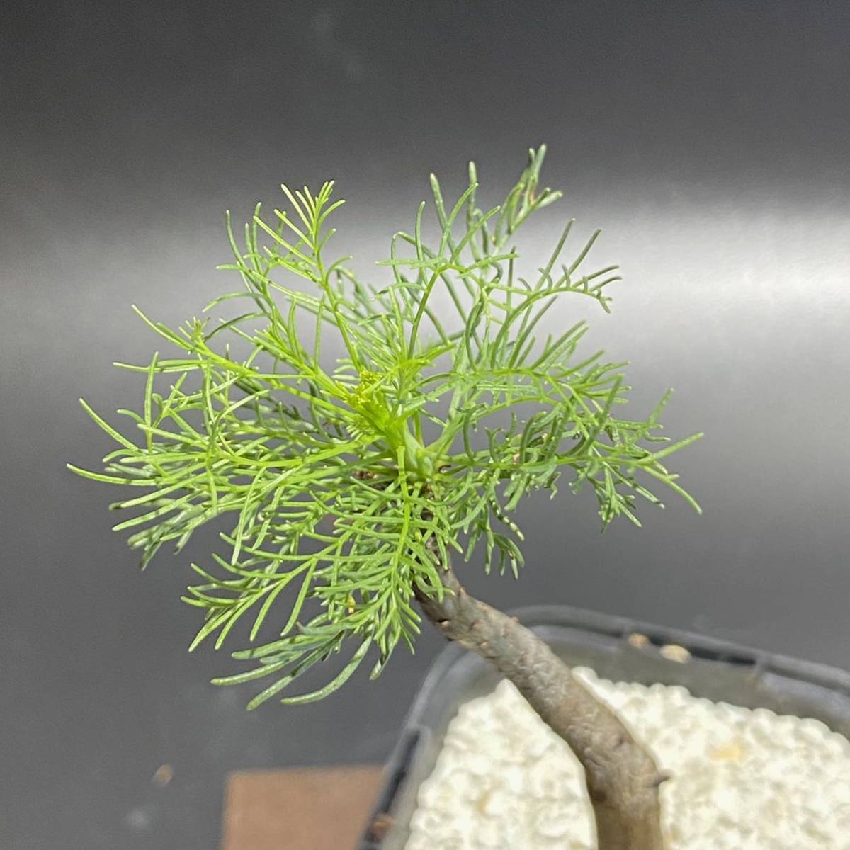 vv670 種子10粒コミフォラ・クラウセリアナ（Commiphora kraeuseliana