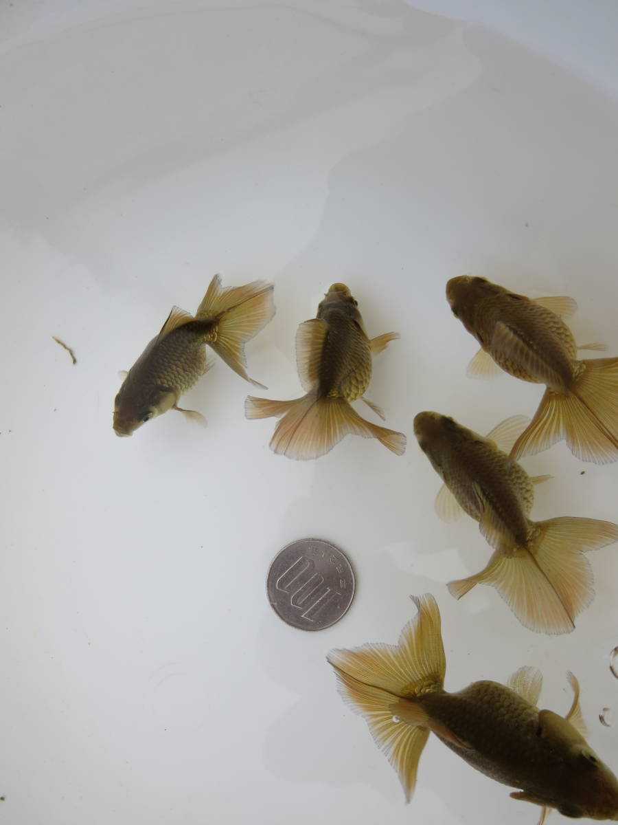 土佐錦 土佐金当歳5匹